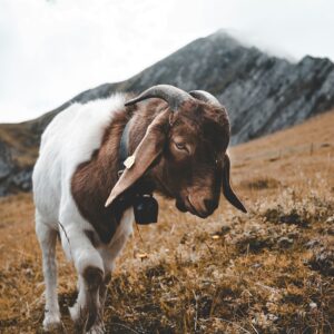 Animals | Goats
