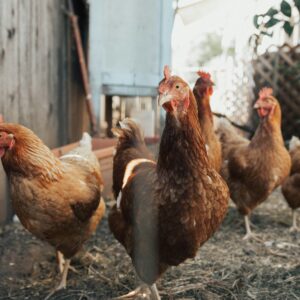 Animals | Chickens