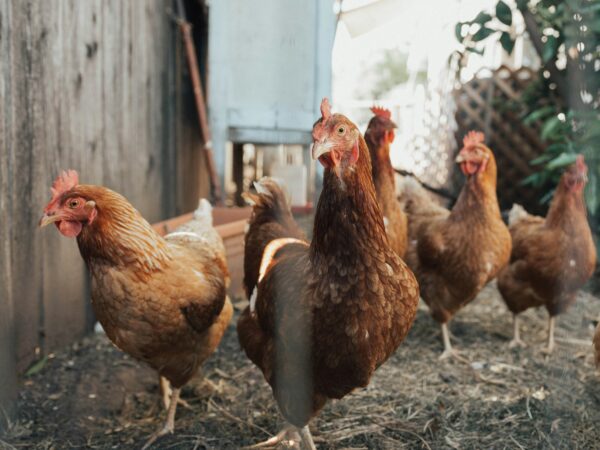 Animals | Chickens