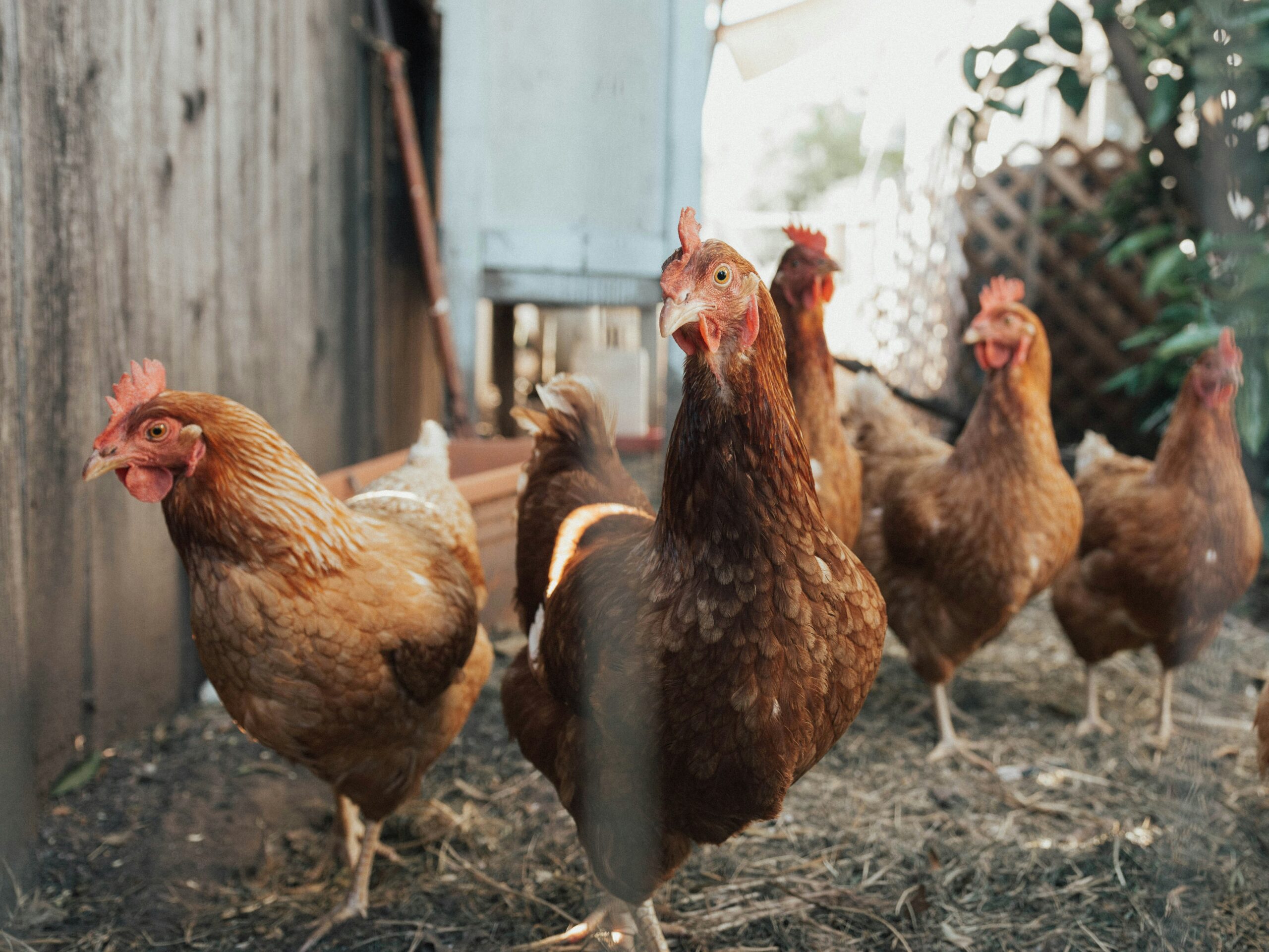 Animals | Chickens