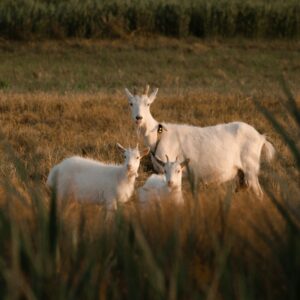 Animals | Goats