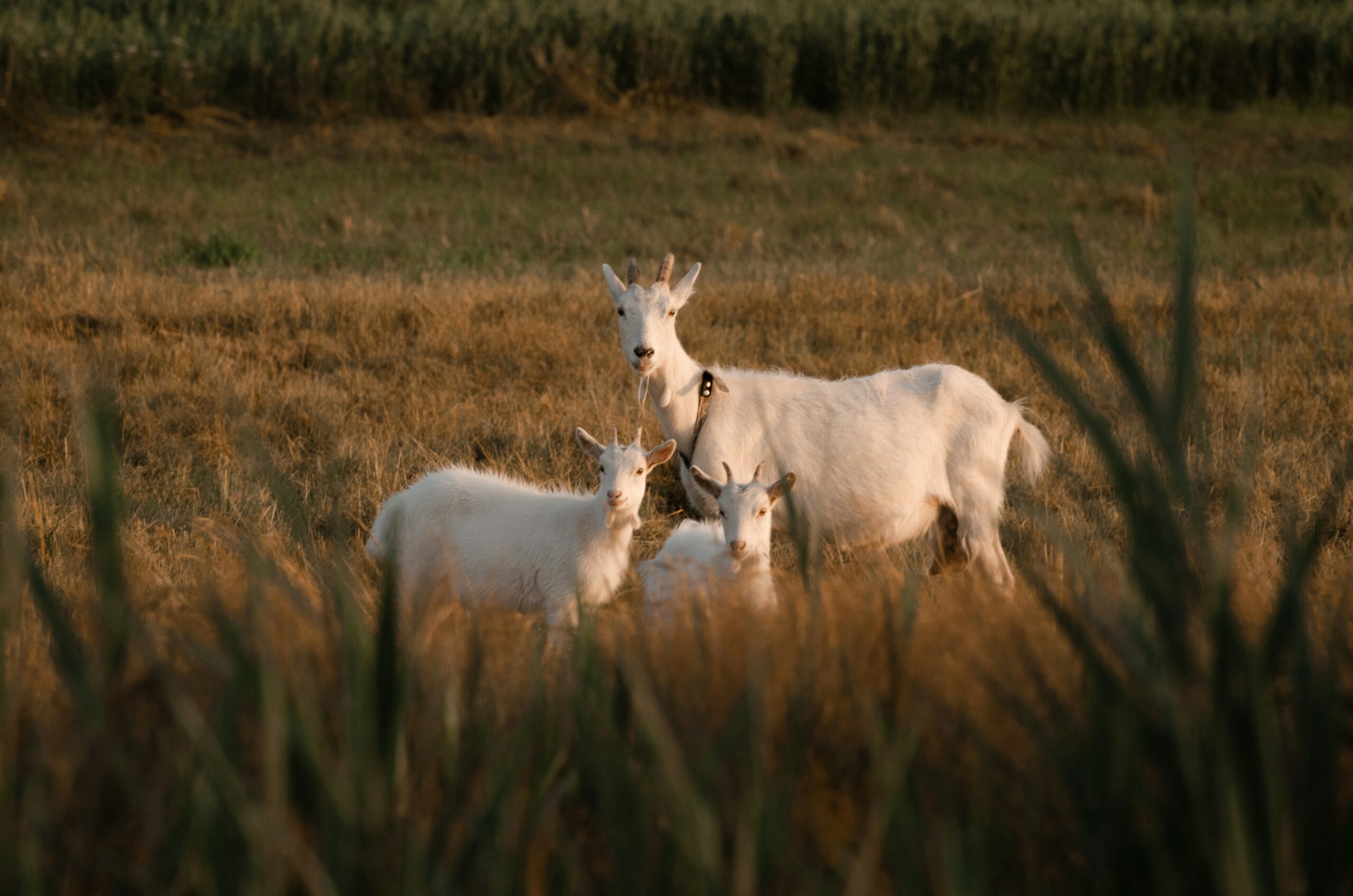 Animals | Goats