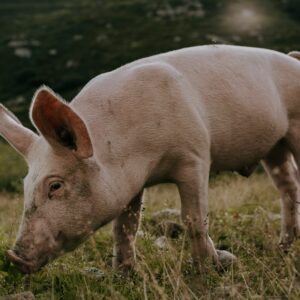 Animals | Pigs