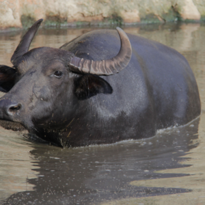 Animals | Water Buffalo